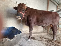 Toro, Bovini — foto 3