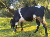 公牛, Russian Black pied cattle — 照片 2
