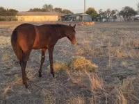 Mare, Hungarian horse breed — photo 5