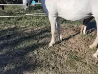 Kuda betina, Horses — foto 1