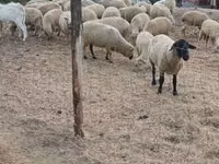 Sheep, Sheep — photo 2