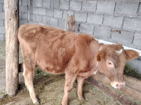 Cow, Cattle