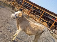 Toro, Swiss cattle — foto 1