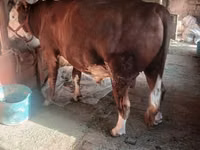 Bull, Cattle — photo 1