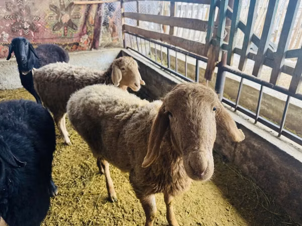 میش, Arashan sheep — قزاقستان