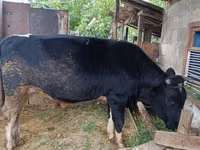 Bull, Cattle — photo 1