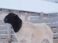 Ovan, Dorper sheep — fotografija 3