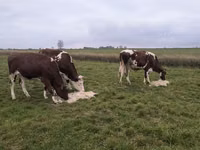 Ng'ombe jike, Russian Black pied cattle — picha 2