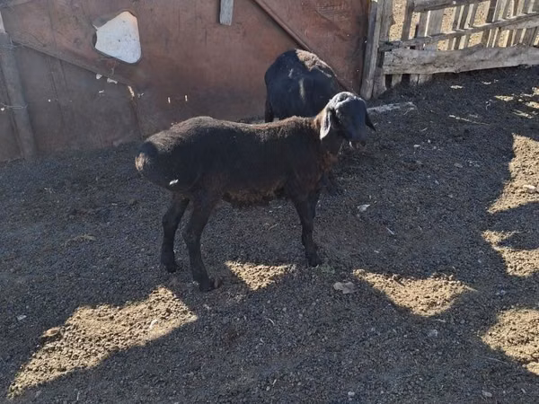 Koç, Edilbay sheep — Kazakistan