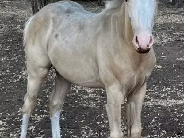 Φοράδα, Quarter Horse