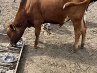 گاو نر, Simmental cattle — عکس 2