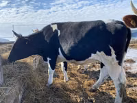 Vaca, Russian Black pied cattle — foto 3