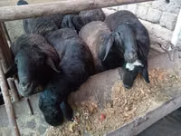 قوچ, Rhon sheep — عکس 6