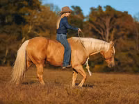 Kuda jantan, Quarter Horse — foto 3