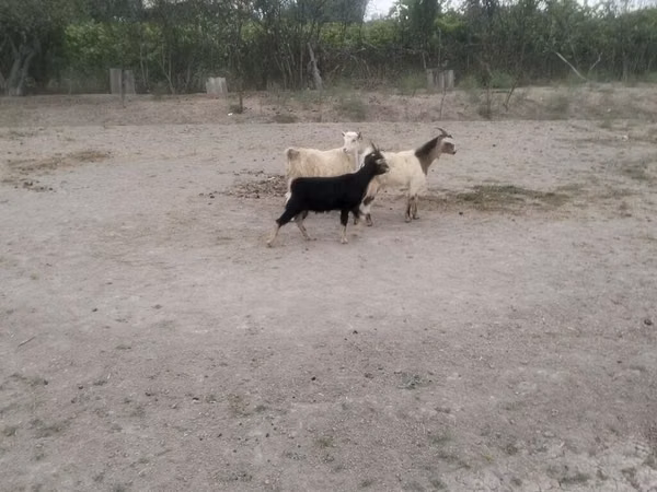 Goats (batch, sex not specified), Goats — Azerbaijan