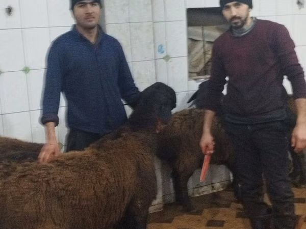 Ram, Sheep — Uzbekistan