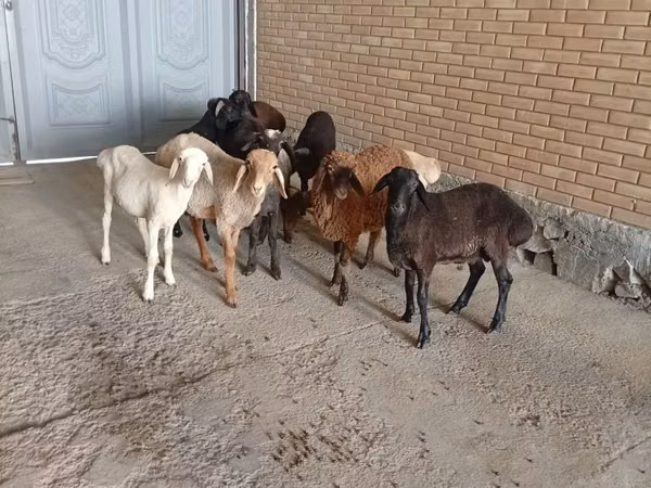 Sheep (batch, sex not specified), Sheep — Uzbekistan