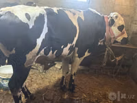 گاو نر, Russian Black pied cattle — عکس 2