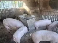 Sow, Pigs — photo 2