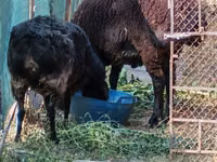 Kambing jantan, Sheep — foto 2