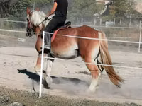 Horse (M), Gypsy horse — photo 3