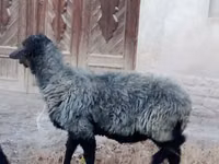 Ram, Sheep — photo 2