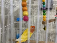 Məhsul: Qəfəsdə cüt papuqay (lovebird) və tam aksesuar dəsti Təsvir — 3. fotó