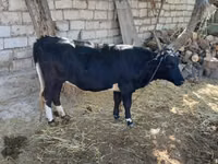 Cattle (batch, sex not specified), Cattle — photo 3