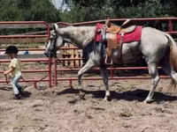 母马, Quarter Horse — 照片 7