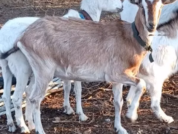 Billy Goat, Goats