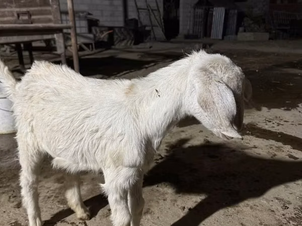 Goat, Nubian Goat — Kazakhstan