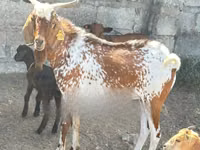 ፍየሎች (ቡድን፣ ጾታ አልተጠቀሰም), Boer goat — ፎቶ 1