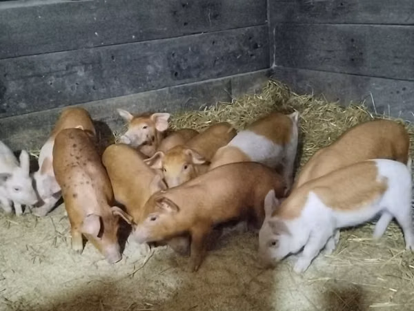 Pigs (batch, sex not specified),  — Kazakhstan