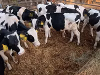 Bull, Holstein breed — photo 2