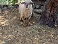 Ram, White Suffolk sheep — photo 5