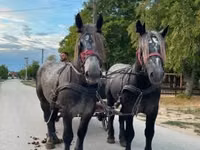 Horse (M), Percheron — photo 7
