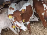 Bovini (lotto, sesso non specificato), Simmental cattle — foto 1