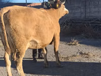 Cow, Simmental cattle — photo 5