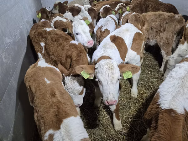 วัวตัวผู้, Simmental cattle