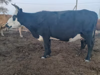 母牛, Latvian Blue cattle — 照片 2