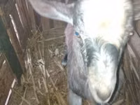 Billy Goat, Goats — photo 1