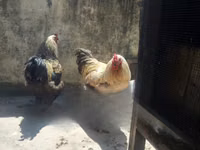 Brahma — photo 2