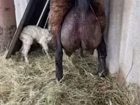 Goat, Goats — photo 2