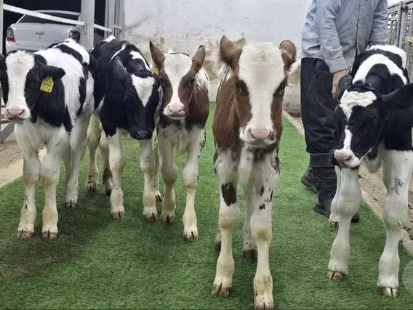 Goveda (partija, pol nije naveden), Simmental cattle