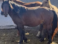 Ngựa đực, Mugalzhar horse — ảnh 1
