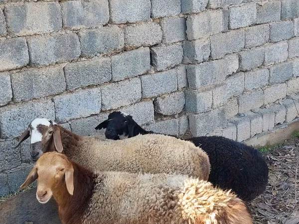 Sheep (batch, sex not specified), Sheep — Uzbekistan