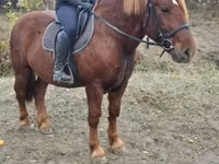 ፈረስ, Horses — ፎቶ 1