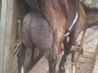 Kozel, Alpine goat — foto 8