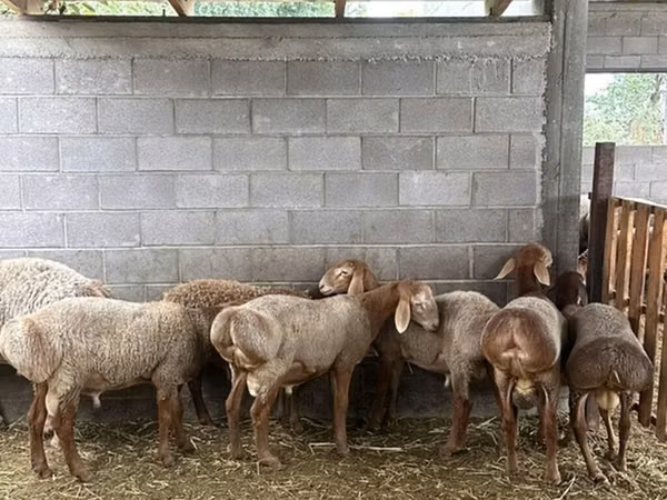 میش, Arashan sheep — قرقیزستان