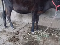 Cow, Cattle — photo 4